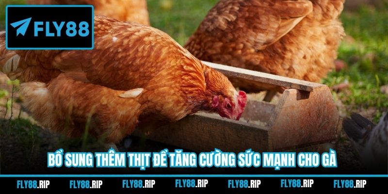 Bổ sung thêm thịt để tăng cường sức mạnh cho gà