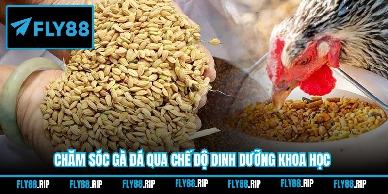 Chăm sóc gà đá qua chế độ dinh dưỡng khoa học