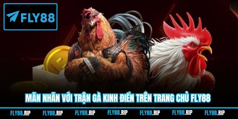 Mãn nhãn với trận gà kinh điển trên trang chủ FLY88